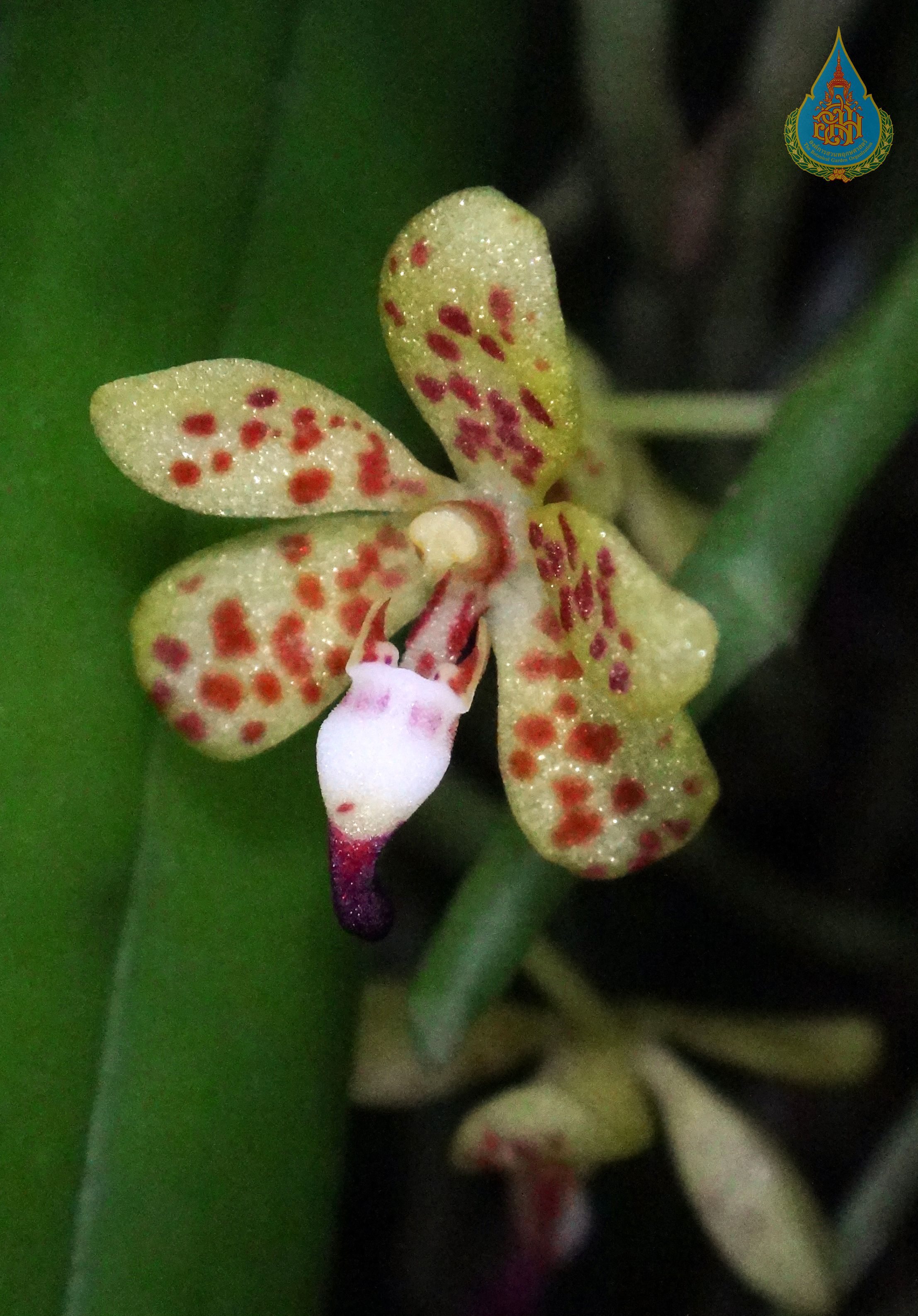 เอื้องเสือดาว Pteroceras teres (Blume) Holttum<br/>ORCHIDACEAE